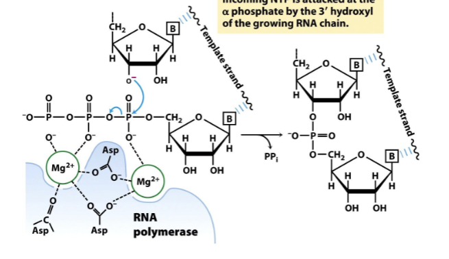<p>3’ OH of growing RNA strand attacks  <span><span>α phopshate of the NTP and attaches it to the RNA strand, producing PP</span><sub><span>i</span></sub><span> (ATP hydrolsysis). Always adding to the 5’ end. </span></span></p>