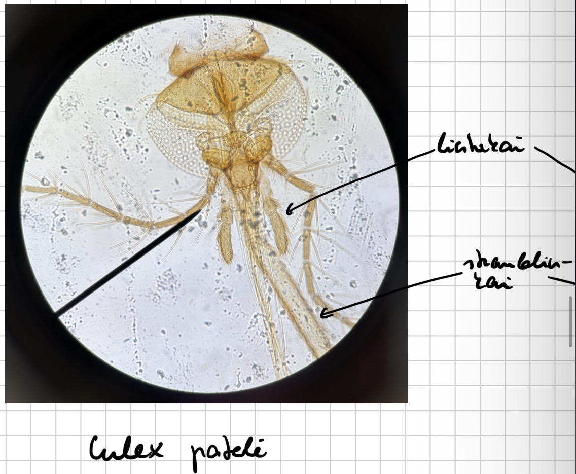 <p>Uodo pateles galva - culex genties</p>