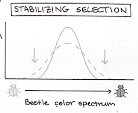 <ul><li><p>the average phenotype is selected for</p></li><li><p>(mode stays the same, range decreases, SD decreases)</p></li></ul><p></p>