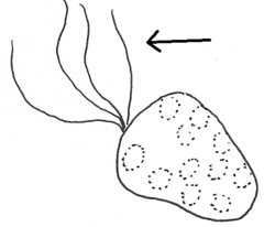 <p>long membrane extension, one on a cell</p>