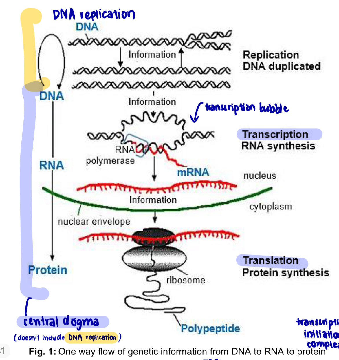 <ul><li><p>flow of genetic information proceeds from DNA to RNA (t/c) to polypeptide (t/l)</p></li><li><p>unidirectional information flow —> Central Dogma</p></li></ul><p>2 stages of gene expression </p><ol><li><p><mark data-color="yellow" style="background-color: yellow; color: inherit;">Transcription: DNA —> RNA</mark></p></li></ol><ul><li><p><strong>DNA</strong> is used as a <strong>template</strong> for the <strong>synthesis</strong> of <strong>mRNA</strong> in the nucleus </p></li><li><p>DNA base sequence is transcribed into a <strong>complementary</strong> mRNA base sequence </p></li></ul><ol start="2"><li><p><mark data-color="blue" style="background-color: blue; color: inherit;">Translation: RNA —> polypeptide </mark></p></li></ol><ul><li><p><strong>mRNA</strong> is used as a <strong>template</strong> for the <strong>synthesis</strong> of <strong>polypeptides</strong> in the cytoplasm </p></li><li><p>mRNA codon sequence is translated into the amino acid sequence of. polypeptide chain </p></li></ul><p></p><p>NOTE: DNA replication VS transcription </p><ul><li><p>DNA replication —> both parental strands are templates </p></li><li><p>transcription —> only template strand is template </p></li></ul><p></p>