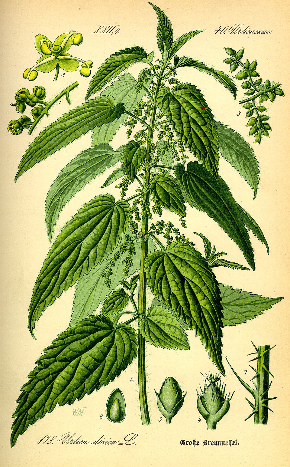 <p>Brennessel</p>