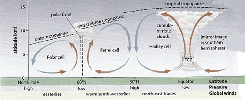 <p>The Tricellular Model of atmospheric circulation</p>