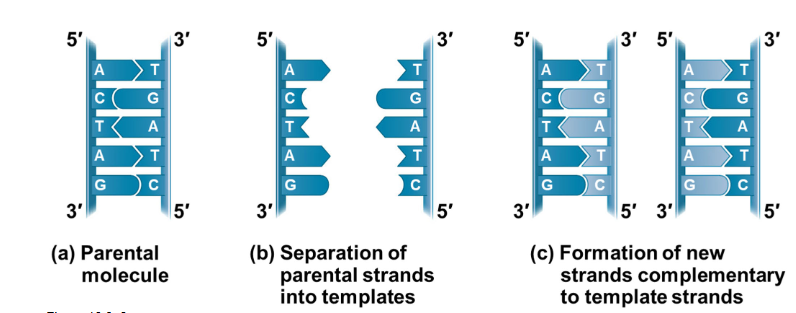 <p>Replication is semi‐conservative.</p><p>• Each original strand serves as a template to produce a new complementary strand.</p><p>• Each new double‐stranded DNA molecule is half “old” and half “new”</p>