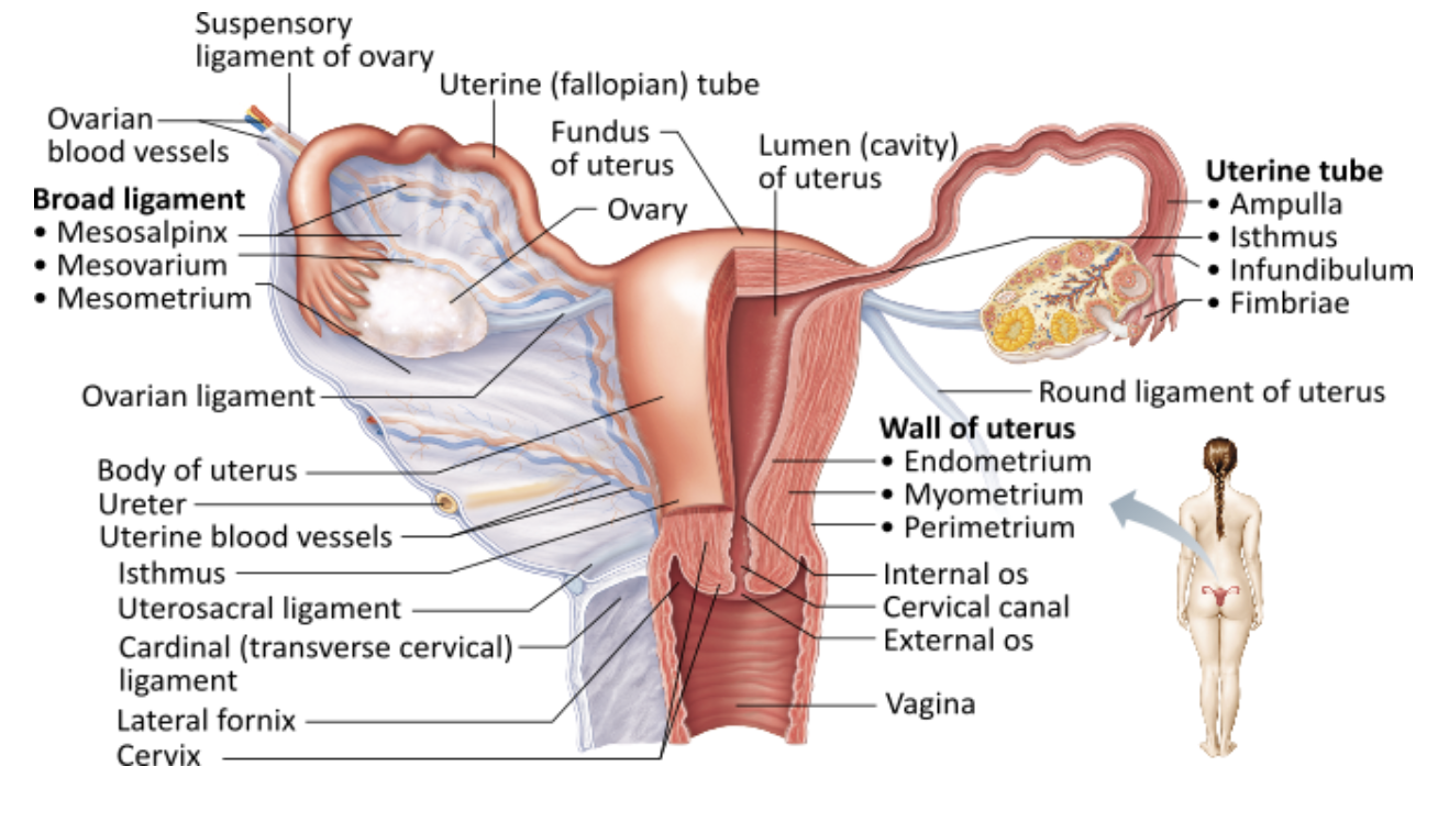 <p><span>Which layer of the uterus is made of smooth muscle?</span></p><table style="min-width: 25px;"><colgroup><col style="min-width: 25px;"></colgroup><tbody><tr><td colspan="1" rowspan="1" style="margin: 0px; padding: 0.3em; position: relative;"><p>myometrium &nbsp; &nbsp; &nbsp; &nbsp;</p></td></tr><tr><td colspan="1" rowspan="1" style="margin: 0px; padding: 0.3em; position: relative;"><p>endometrium &nbsp; &nbsp; &nbsp; &nbsp;</p></td></tr><tr><td colspan="1" rowspan="1" style="margin: 0px; padding: 0.3em; position: relative;"><p>mesometrium &nbsp; &nbsp; &nbsp; &nbsp;</p></td></tr><tr><td colspan="1" rowspan="1" style="margin: 0px; padding: 0.3em; position: relative;"><p>perimetrium &nbsp;</p></td></tr></tbody></table><p></p>