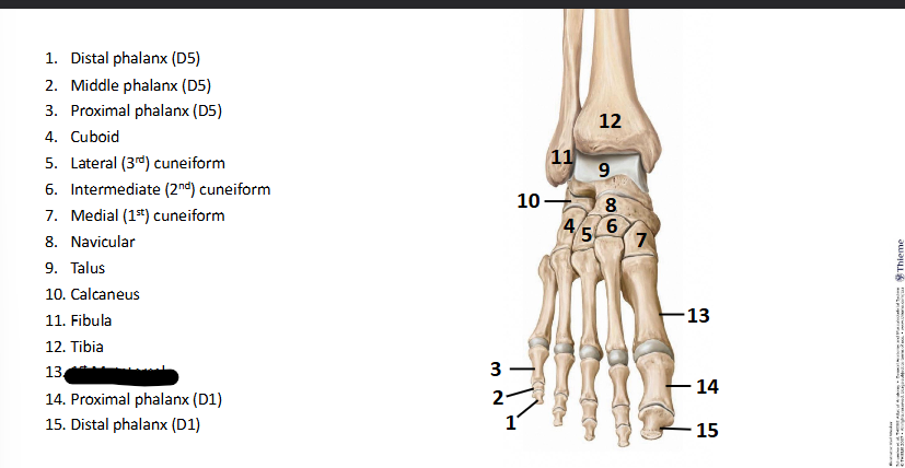 <p>What bone landmark of <strong>Foot?</strong></p>
