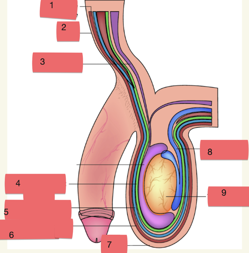 <p>label structures 6-9</p>