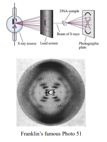 <p>Rosalind Franklin</p>