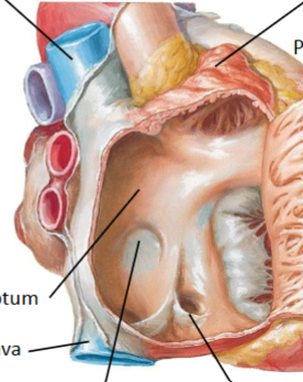 <p>What compartment of the heart is this</p>