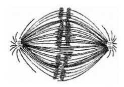 <p>Use the figure to answer the question below.</p><p>If the cell whose nuclear material is shown in the accompanying figure continues toward completion of mitosis, which of the</p><p>following events would occur next? </p><p>A) formation of telophase nuclei </p><p>B) nuclear envelope breakdown</p><p>C) segregation of daughter chromosomes </p><p>D) spindle formation</p>