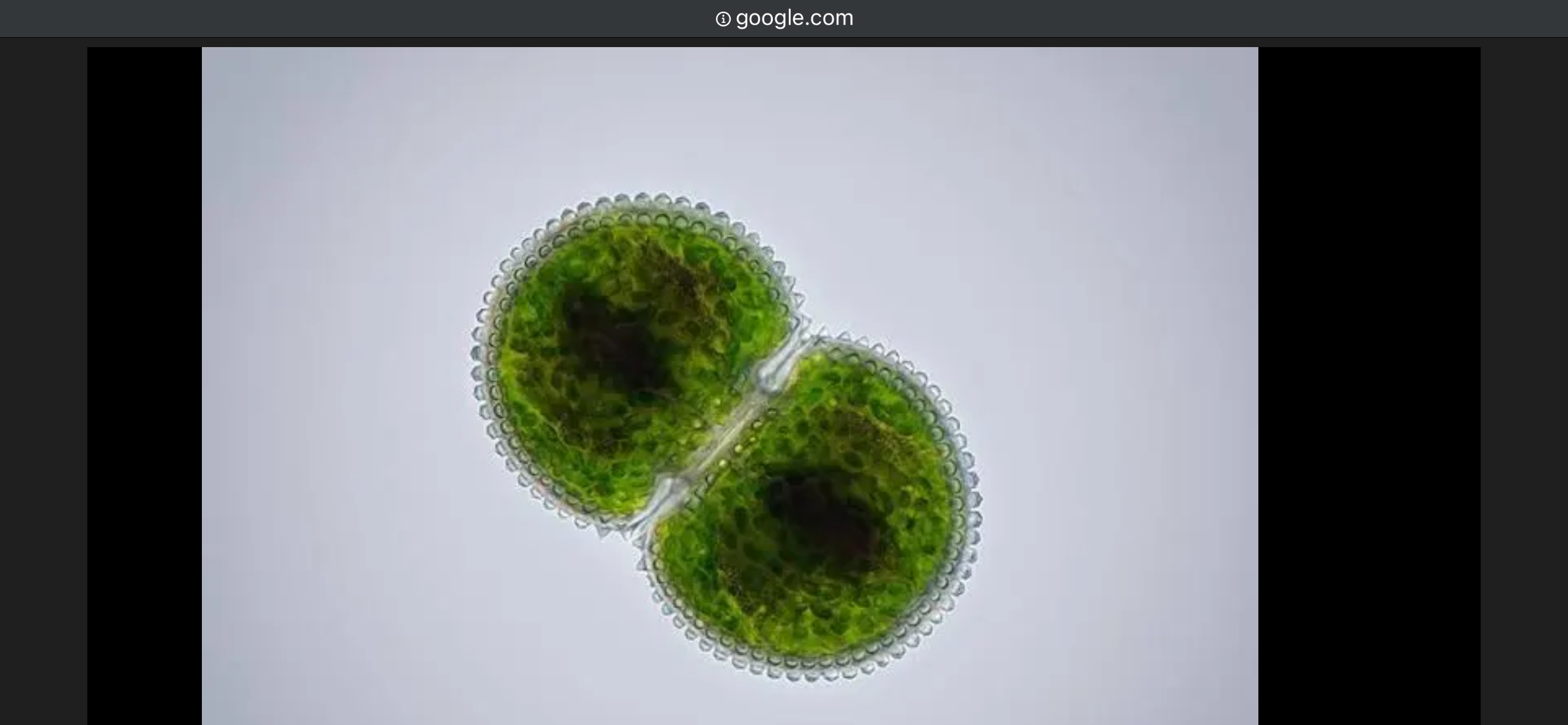 <p>Deblo razred red rod</p>