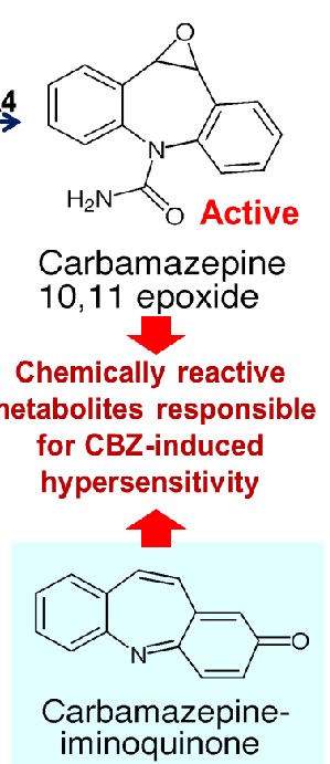<p>carbazepine, can metabolize into epoxide and iminoquinone forms (chemically reactive metabolites)</p>