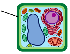 <p>Layer outside of cell membrane.</p>