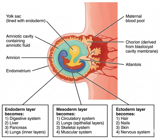 <p>becomes circulatory system, lungs, epithelium, skeletal, and muscular system</p><p>NOTOCHORD</p><p>middle layer</p>