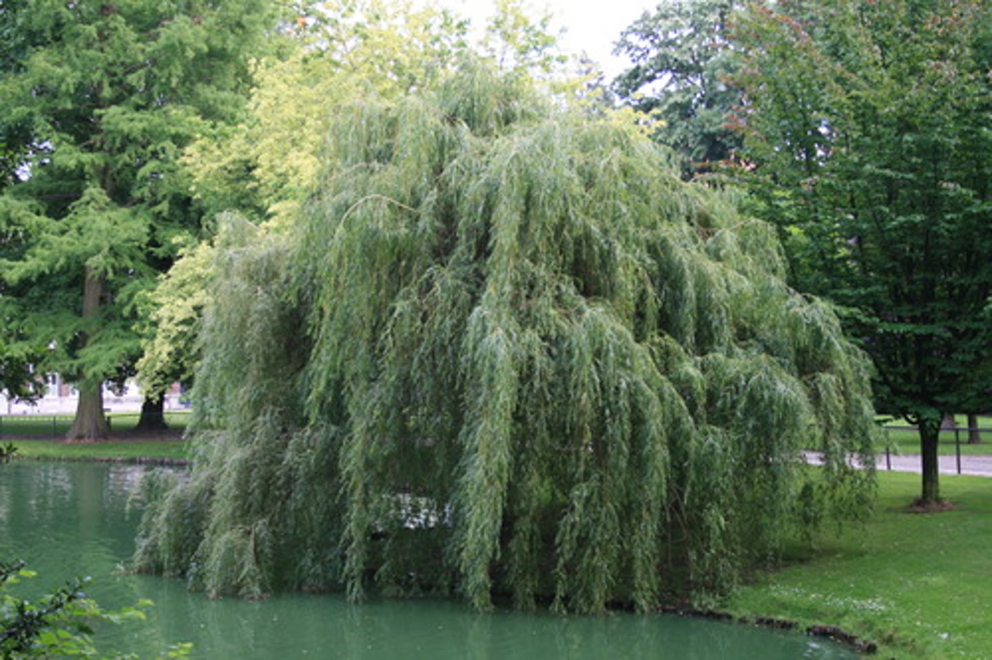 <p>un saule pleureur</p>