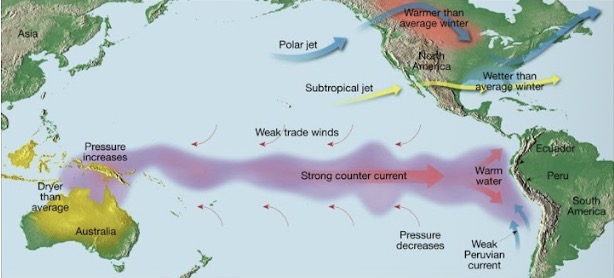 <p><span><span>The Figure portrays a normal condition of the Pacific Ocean, where warm waters &nbsp;from &nbsp;western Pacific move towards the eastern Pacific, preventing the upwelling of cold waters in the eastern side of the Pacific</span></span></p>