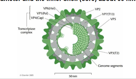 <ul><li><p><span style="background-color: transparent;"><strong>Reoviruses have non-enveloped, icosahedral capsids composed of <mark data-color="yellow" style="background-color: yellow; color: inherit;">double protein shell </mark>with a complex structure.</strong></span></p></li><li><p><span style="background-color: transparent;"><strong>The outer shell of this virus is approximately 80 nm in diameter and the inner shell (core) about 60 nm.</strong></span></p></li><li><p><span style="background-color: transparent;">all viruses lose their genome to the cell but not reoviruses. its like “hidden”, they have extra protection (multiple layers)</span></p></li></ul><p></p><p></p>