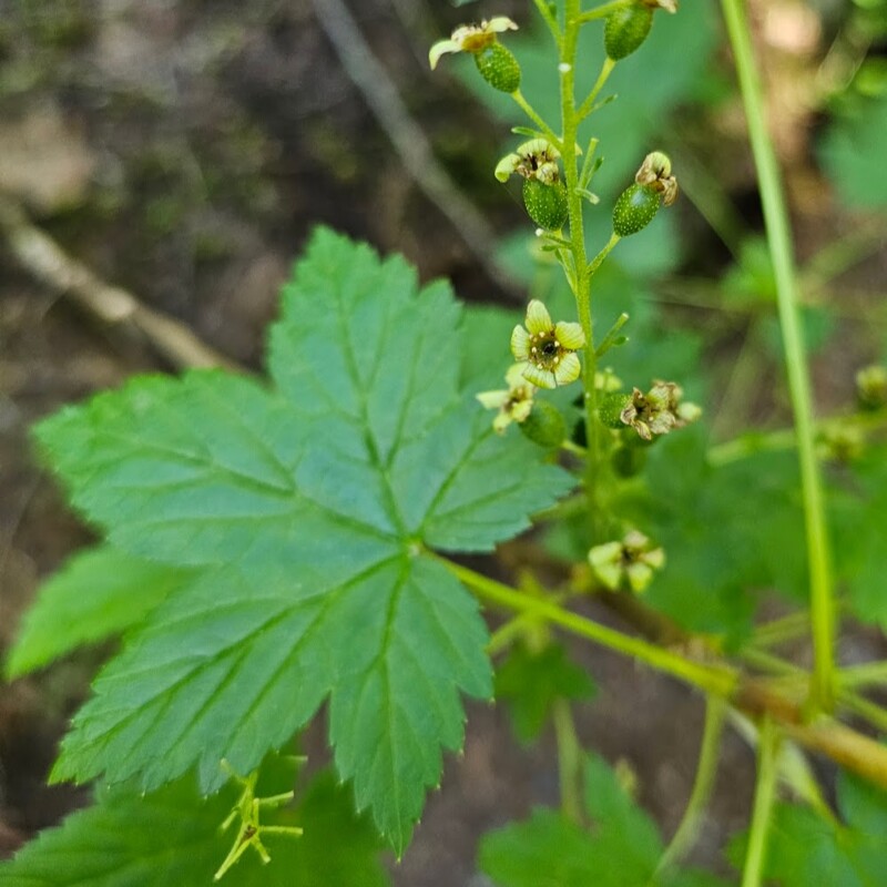 <p>Stink Currant</p>