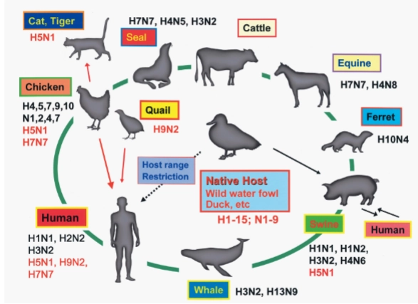 <p>= <strong>het heeft een enorm vogel- en dierenreservoir</strong>.</p><ul><li><p><strong>Native Host (Het centrum):</strong> Wilde watervogels en eenden (<em>wild water fowl, duck, etc.</em>) zijn de natuurlijke gastheer. Zij dragen alle bekende varianten van de spikes bij zich: <strong>H1 t/m H15</strong> en <strong>N1 t/m N9</strong>.</p></li><li><p><strong>De oversteek naar de mens:</strong> Vanaf de watervogels kunnen virussen muteren en overspringen naar kippen (<em>chicken</em>), varkens (<em>swine</em>), paarden (<em>equine</em>), zeehonden (<em>seal</em>) en uiteindelijk de <strong>mens (Human)</strong>.</p></li><li><p><strong>Host range restriction:</strong> Normaal gesproken kan een puur vogelvirus niet zomaar direct een mens infecteren (de barrière). Maar zoals de rode pijlen laten zien, kan een virus via kippen of kwartels (<em>quail</em>) muteren en alsnog de overstap naar de mens maken (zoals H5N1 of H7N7).</p></li></ul><p></p>
