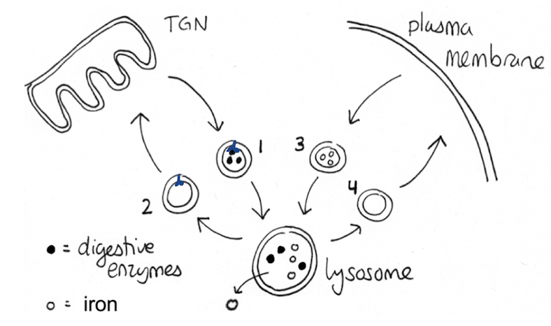 <p>Which of these vesicle contains M6P receptors?</p>