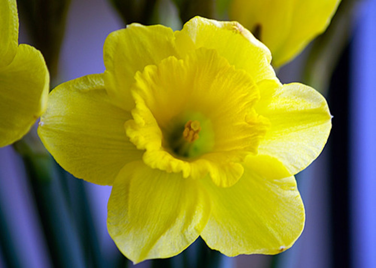 <p>une jonquille</p>