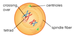 <p>a pair of single strand homologous chromosomes</p>