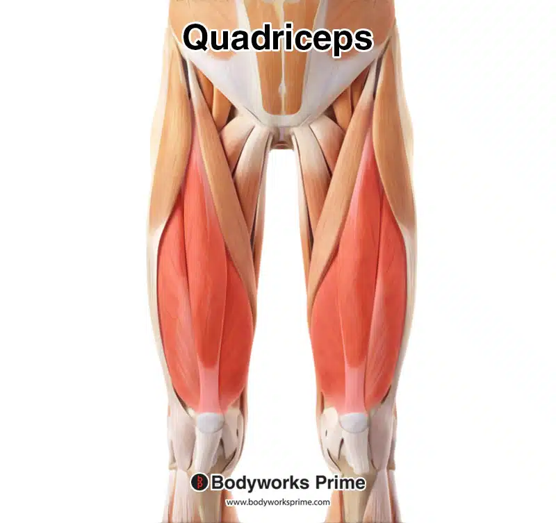 <p>What are the names of the four quadriceps muscles?</p>