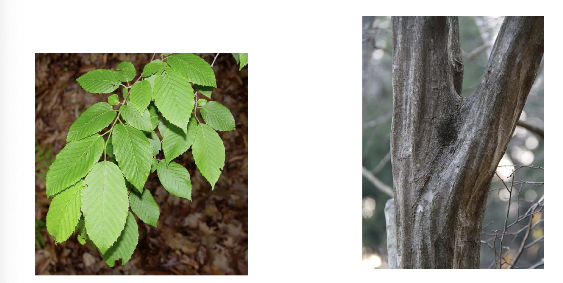 <p>Carpinus caroliniana</p>