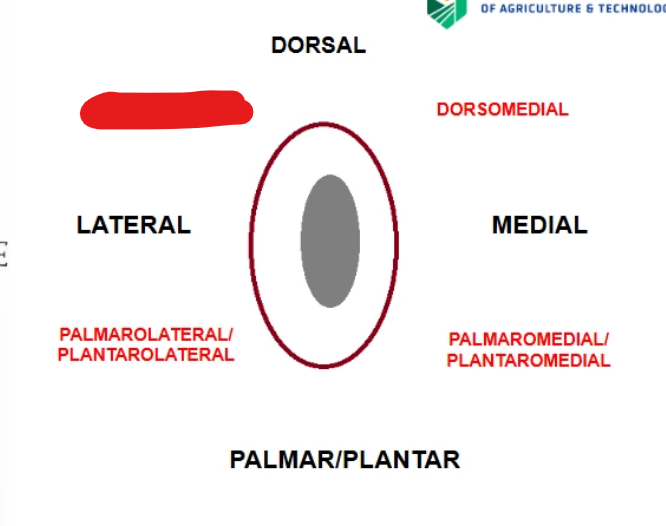 <p>what is it</p>