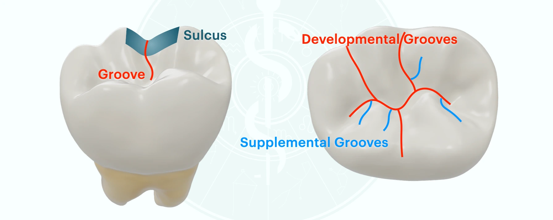 <p>Developmental Groove</p>
