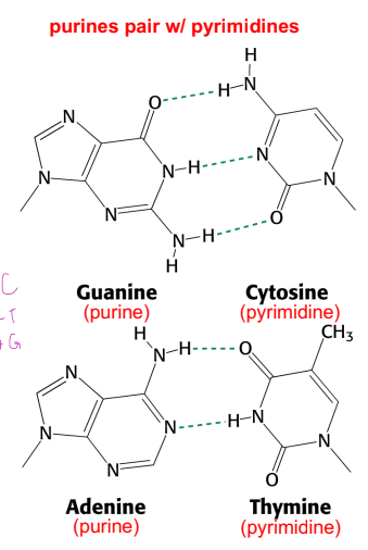 <ul><li><p>base-pairing means hydrogen bonding between the bases in the two DNA strands</p></li><li><p>pairing is specific based on H-bond complementarity: guanine forms three H-bonds with cytosine, GoC; adenine forms two H-bonds with thymine, A=T (or uracil in RNA, A=U)</p></li><li><p>watson-crick base pairing</p></li></ul><p></p>