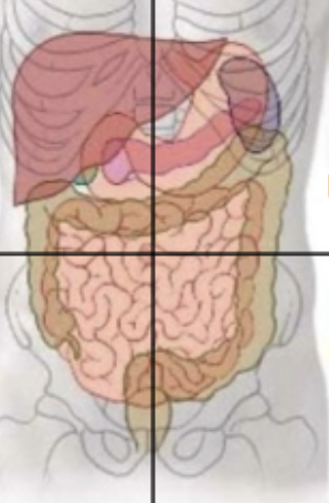 <p>Liver, gall bladder, duodenum, head of pancreas, transverse colon (portion) and right kidney</p>