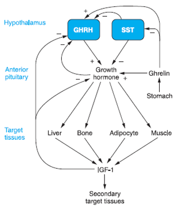 <p>Measuring IGF-1 levels</p>