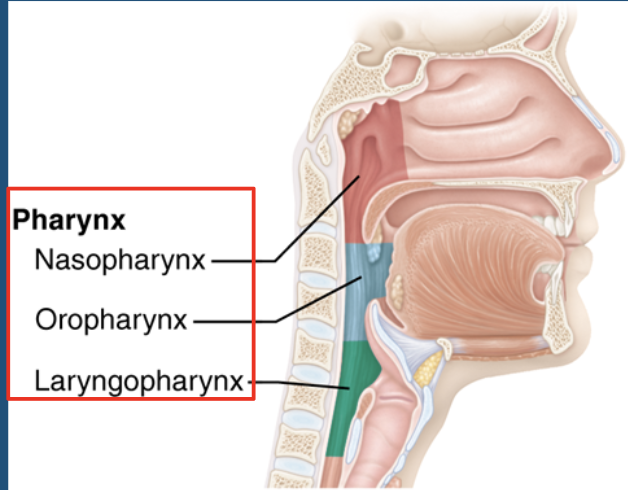 <p>pharynx </p>