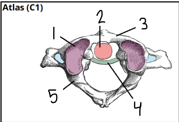 <p>What part does #4 Label?</p>