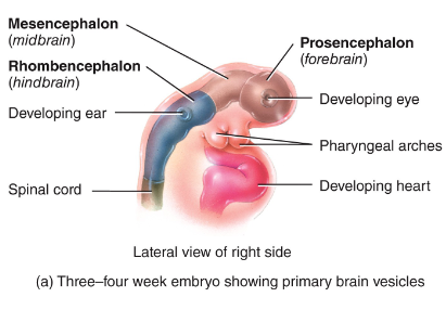 <ol><li><p>Prosencephalon (forebrain)</p></li><li><p>Mesencephalon (midbrain)</p></li><li><p>Rhombencephalon (hindbrain)</p></li></ol><p></p>