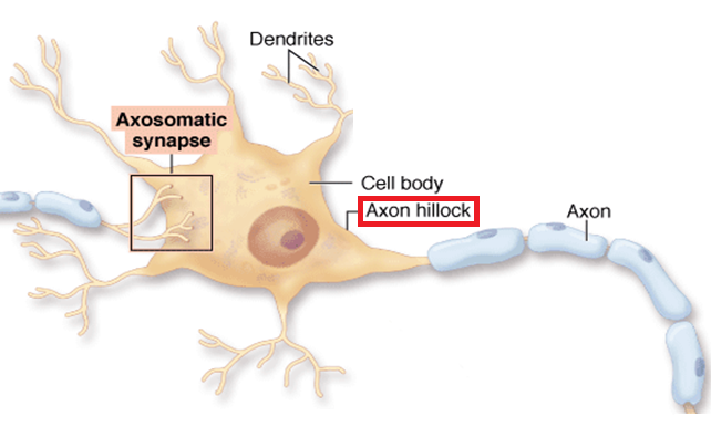 <ul><li><p>Location: At the junction where the cell body (soma) of a neuron transitions into the axon</p></li></ul><p></p>