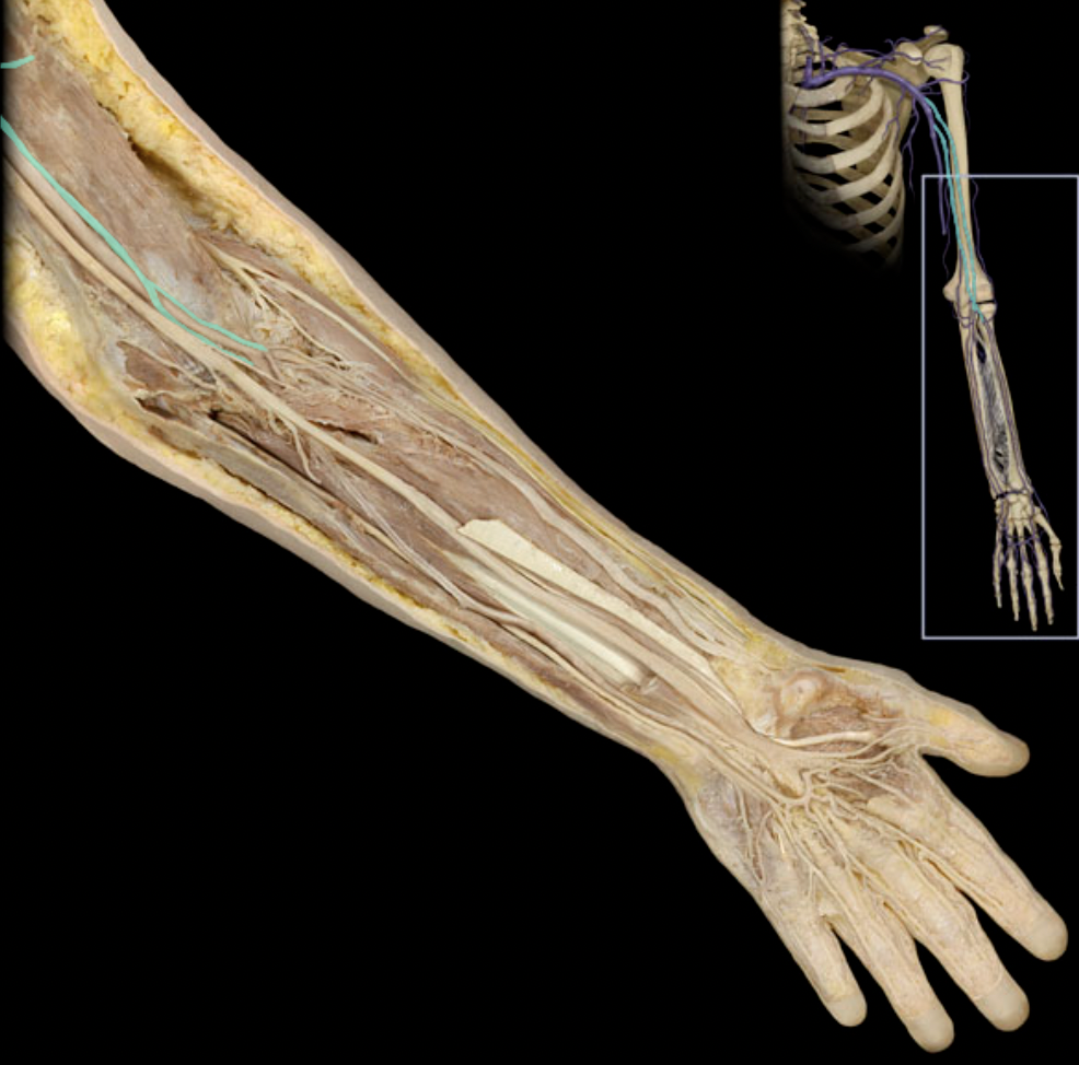 <p>Identify the blood vessel of the upper extremity</p>