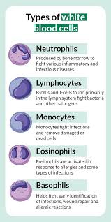 <p>What do neutrophils mainly fight?</p>