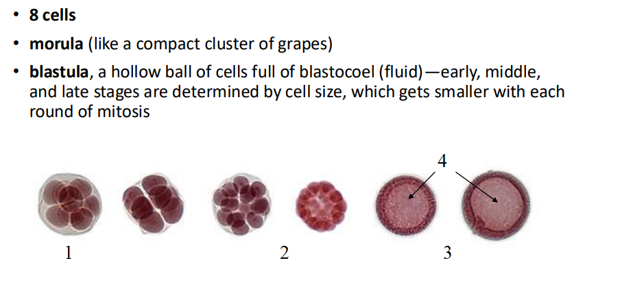 <p>Identify each labeled stage of development/structure.</p>