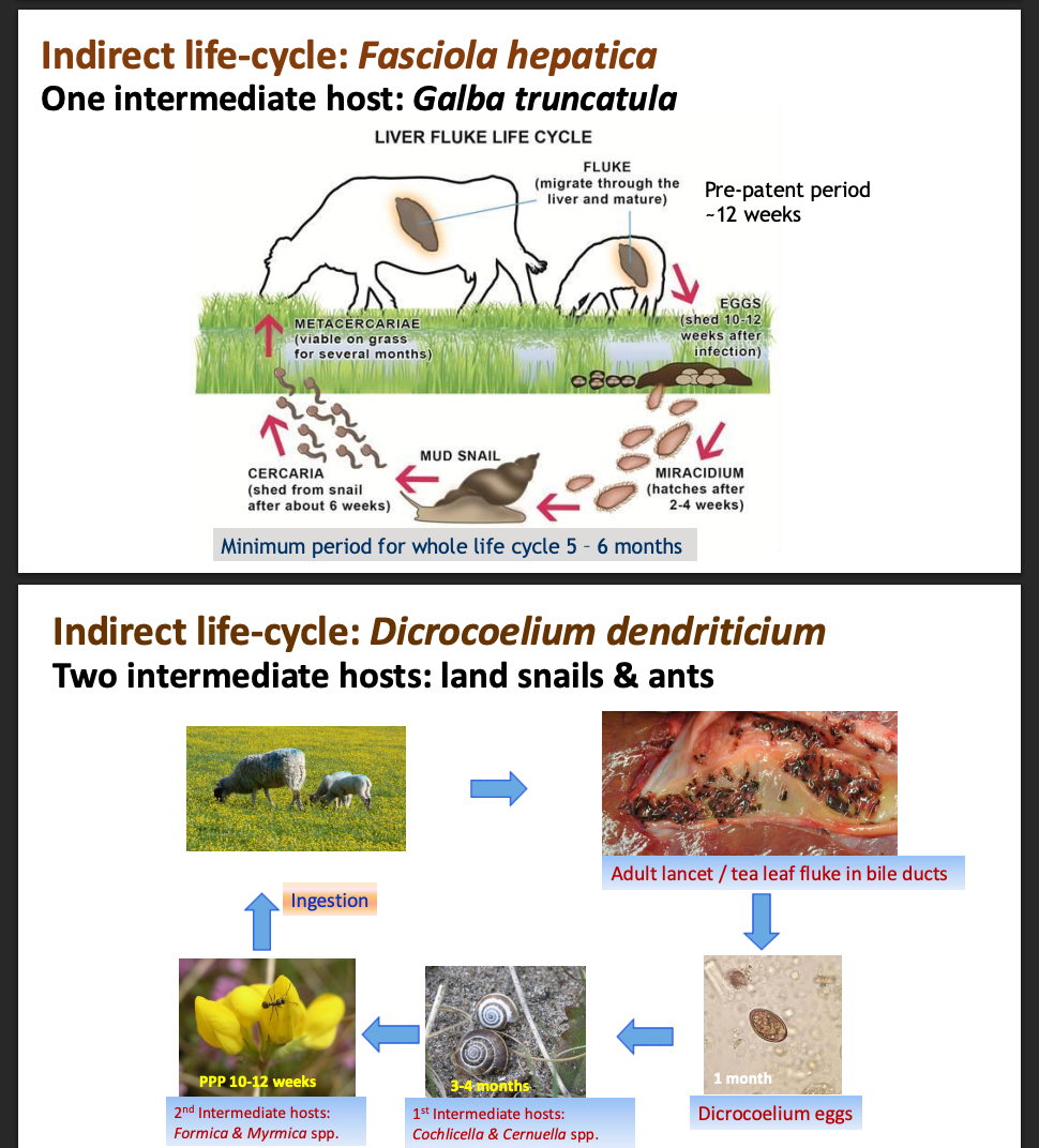 <p>An indirect life cycle (<span>heteroxenous</span>) is <mark data-color="#e8c3c3" style="background-color: rgb(232, 195, 195); color: inherit;">a parasitic transmission method requiring two or more host species to complete development,</mark> distinguishing it from direct lifecycles.</p>