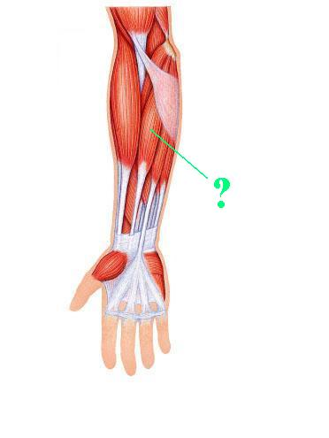 <p>Identify the indicated muscle</p>