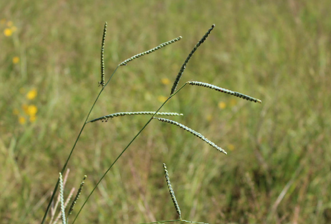 <p>Poaceae</p>