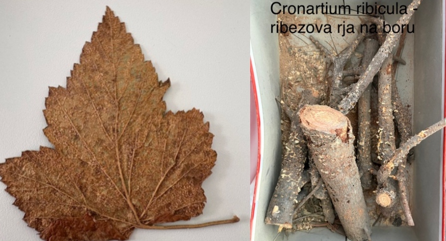 <p>Cronartium ribicola - ribezova rja (rod Cronartium) </p>