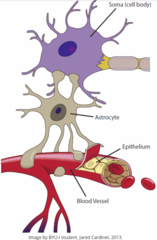 <p>astrocytes</p>