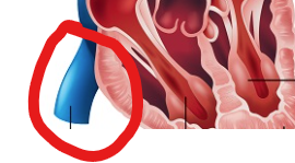 <p>drains blood from lower body</p>