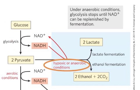 <p><br><span><span>Under hypoxic/anaerobic conditions, pyruvate accumulates, and there’s a low level of NAD</span></span><sup>+</sup><span><span> necessary to continue glycolysis. Lactate/ethanol fermentation solves this issue by processing pyruvate into lactate or ethanol and CO</span></span><sub>2,</sub><span><span> and producing NAD</span></span><sup>+</sup><span><span>; this allows glycolysis to continue</span></span></p>