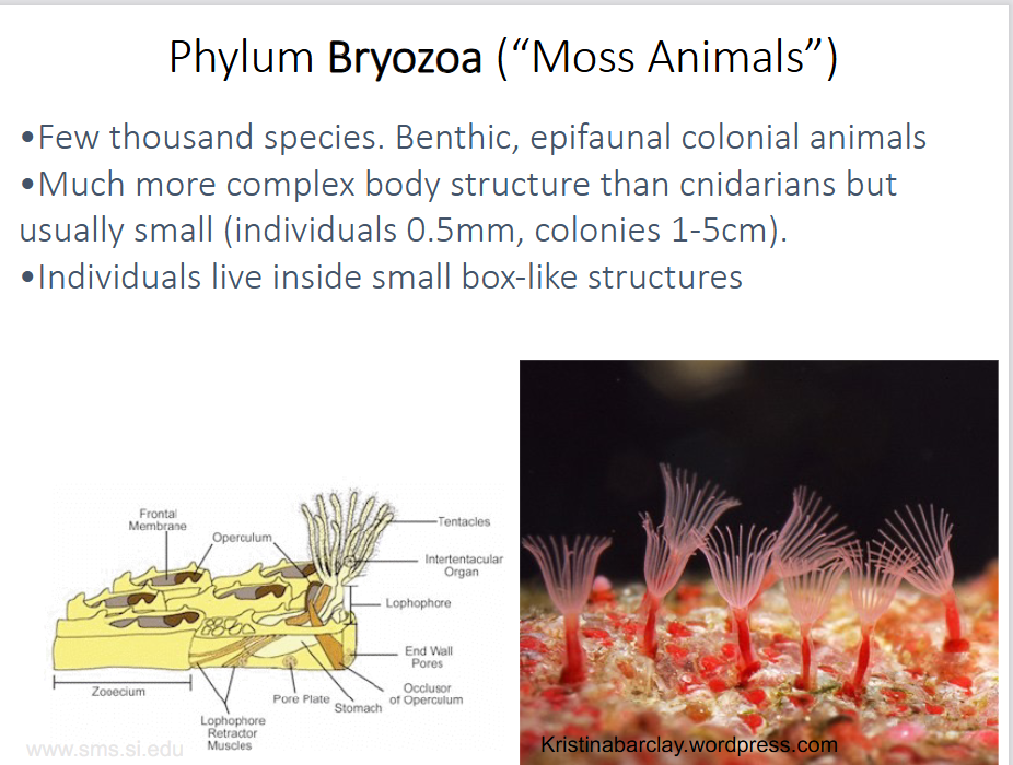 <p>-few thousand species → benthic, epifaunal colonial animals</p><p>-much more complex body structure than cnidarians, but usually small (colonies 1-5cm)</p><p>-individuals live inside small box-like structures</p><p>-true organ system</p><p>-can be in a colony or be individual</p>