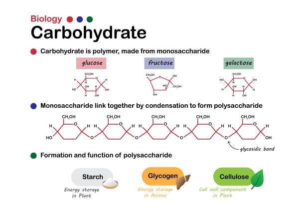 <ul><li><p><strong>Carbohydrates</strong> are polymerrs made up of monomers called monosaccharides (simple sugars).</p><ul><li><p><strong>Monosaccharides</strong> <span style="background-color: transparent;">– </span>simple sugars (ex. glucose &amp; fructose_</p></li><li><p><strong>Disaccharides </strong><span style="background-color: transparent;">–</span><strong> </strong>2 Monosaccharides bonded together (ex. sucrose and lactose)</p></li></ul></li></ul><ul><li><p><strong>Polysaccharides </strong>are complex carbohydrates; long chains of monosaccharides that are used to store energy (plants-starch and animals-glycogen) and to provide structure (cellulose).</p></li></ul><p></p>
