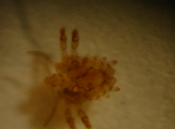 <p>What organism is this?</p>